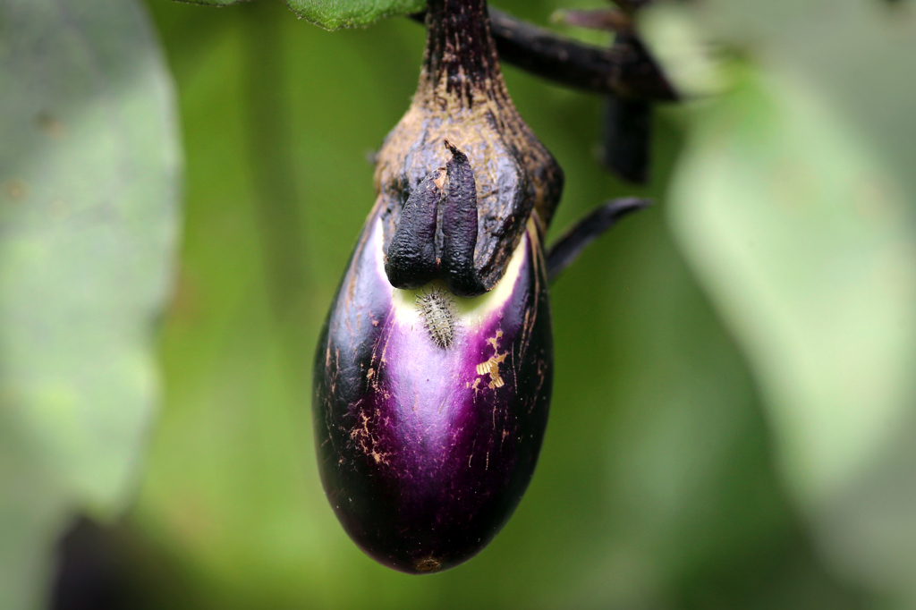先に茄子食べられそう