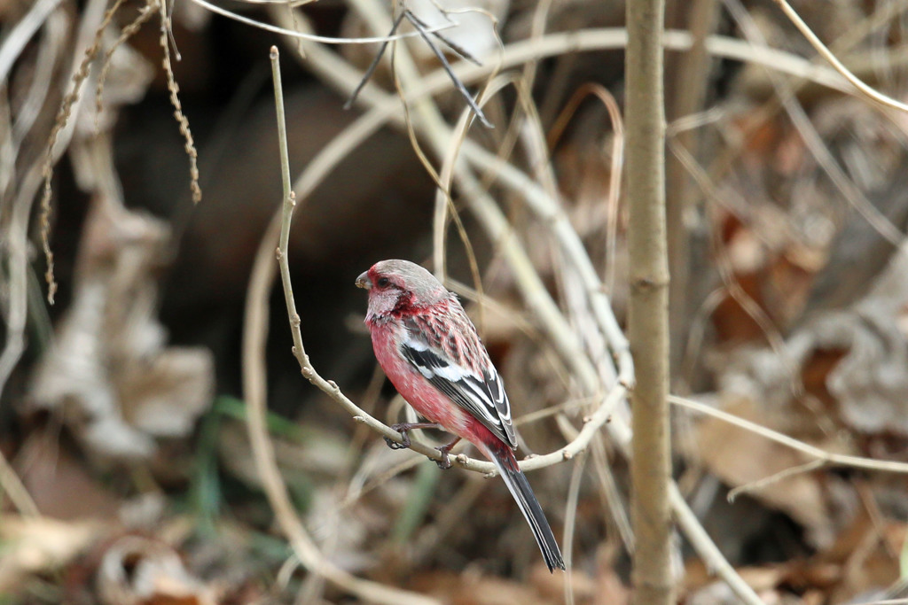 ベニマシコ♂-6