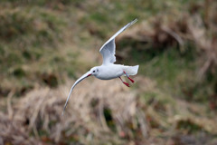 ユリカモメ左旋回