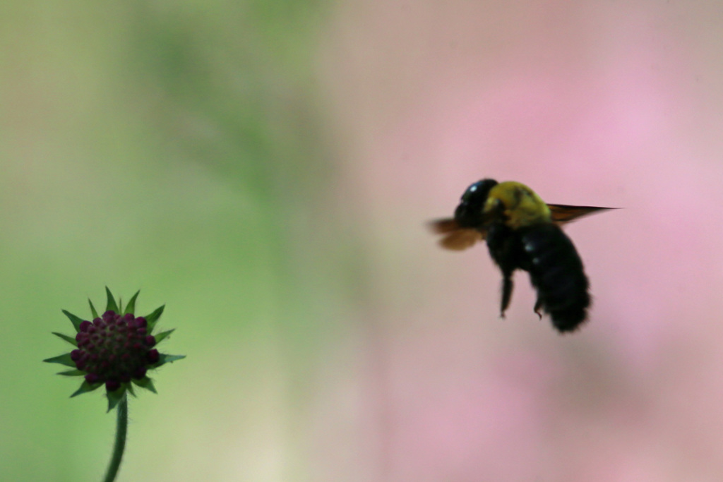 クマバチシルエット-2