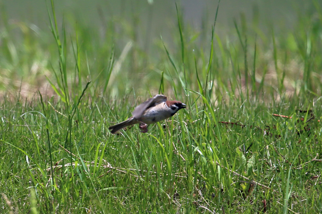 スズメ飛び出し