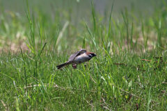 スズメ飛び出し