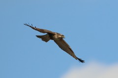 ノスリがセーフ