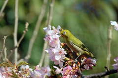 スマートなメジロ