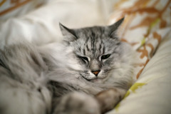 眠いにゃ