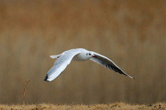 ユリカモメ低空飛行