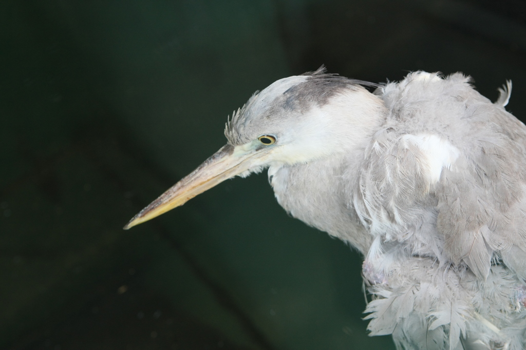 還暦のアオサギ？