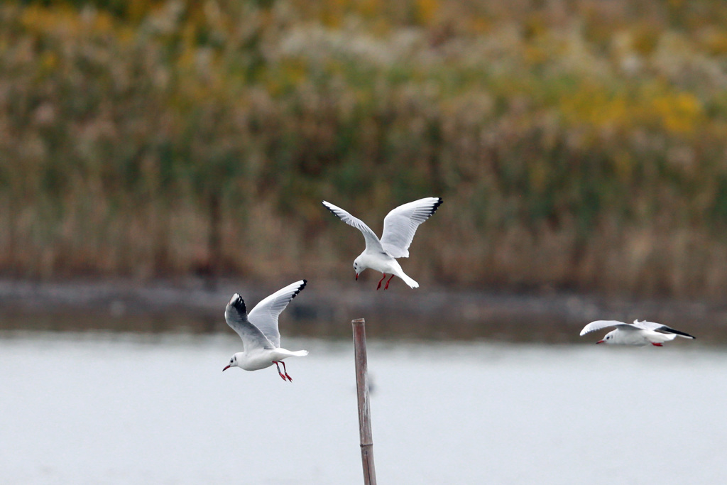 コマ送りかね～