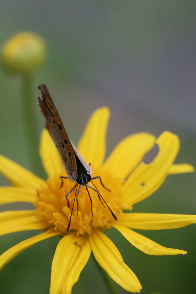 黄色のステージ