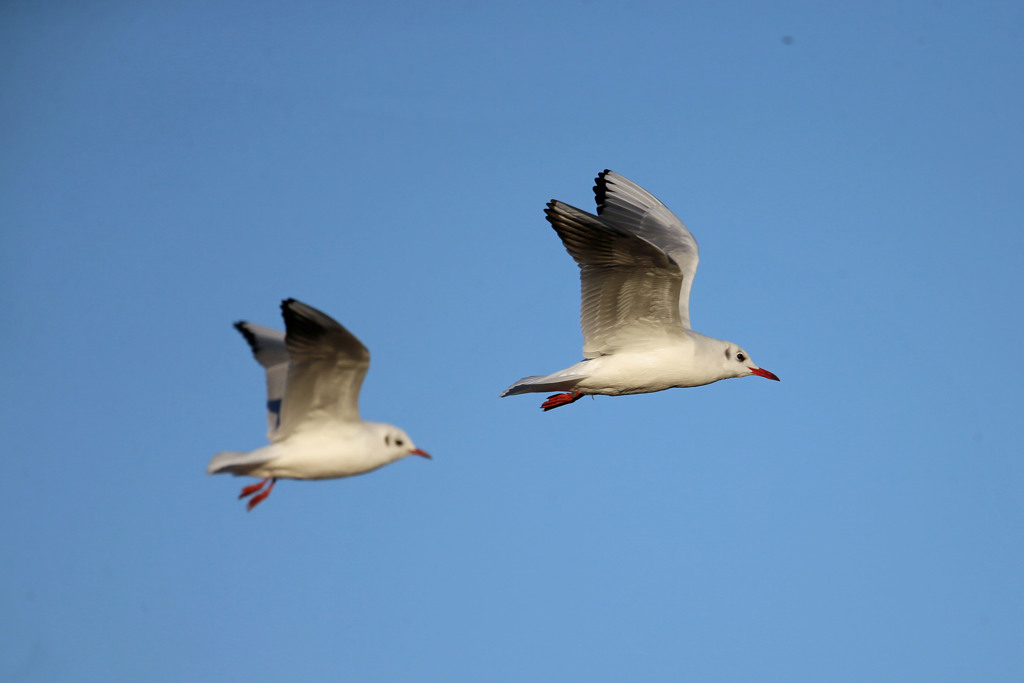 青空とユリカモメ