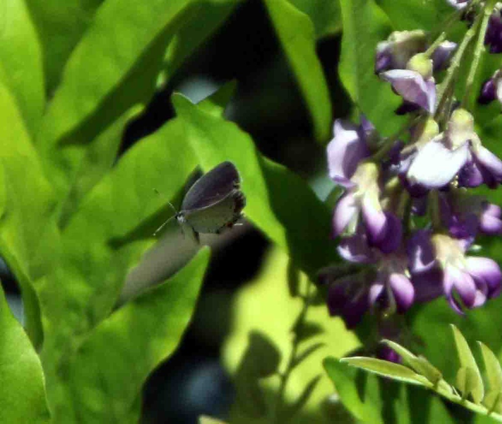 季節はずれのふじが咲く