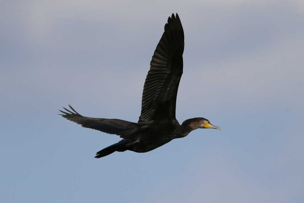 カワウの飛び方-4