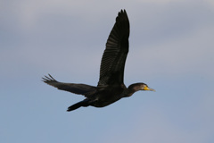 カワウの飛び方-4