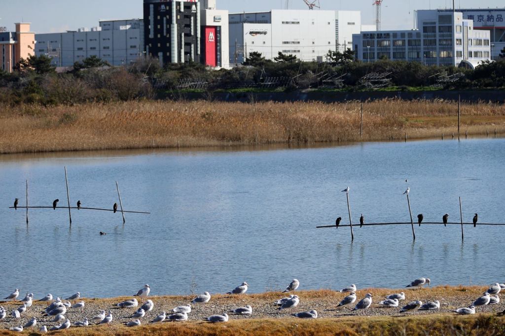 千葉県行徳野鳥観察舎廃館になりそうです