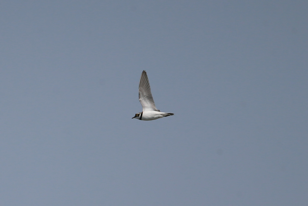 コチドリ飛行中-2