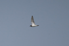 コチドリ飛行中-2