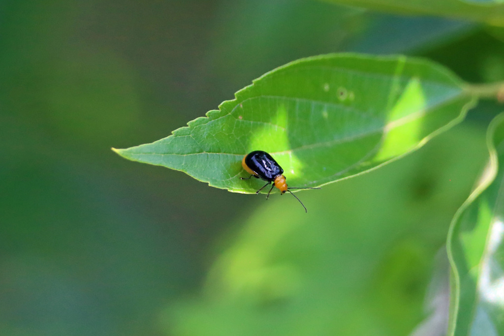 畑の天敵ウリハムシ