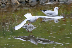 ユリカモメ発進
