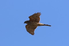 オオタカ幼鳥-1