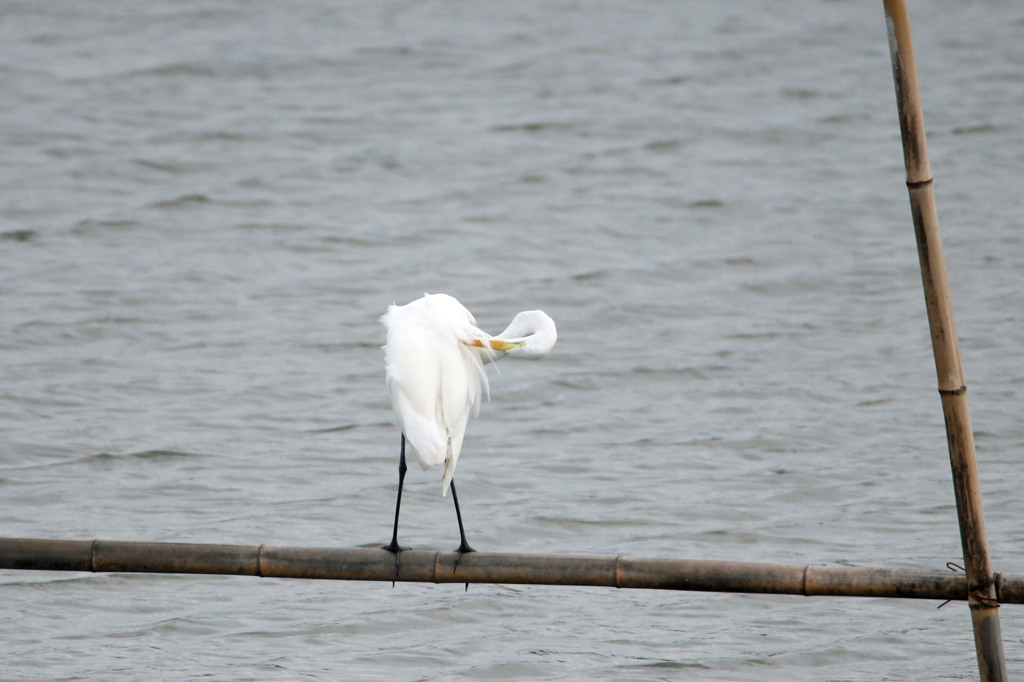 首が丸（ダイサギさん）