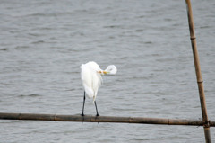 首が丸（ダイサギさん）