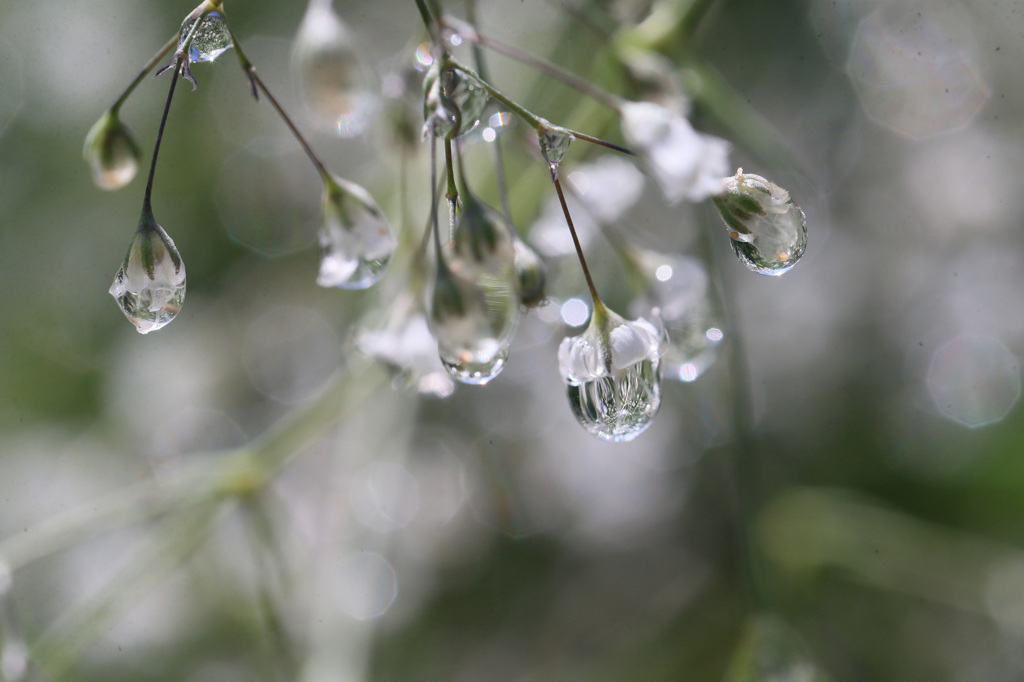 水滴に映るもの