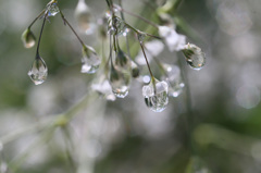 水滴に映るもの