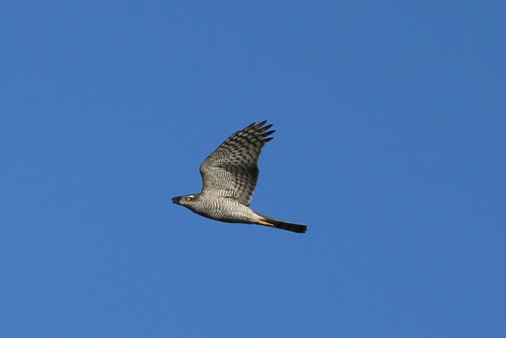 ハイタカです-1