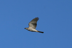 ハイタカです-1