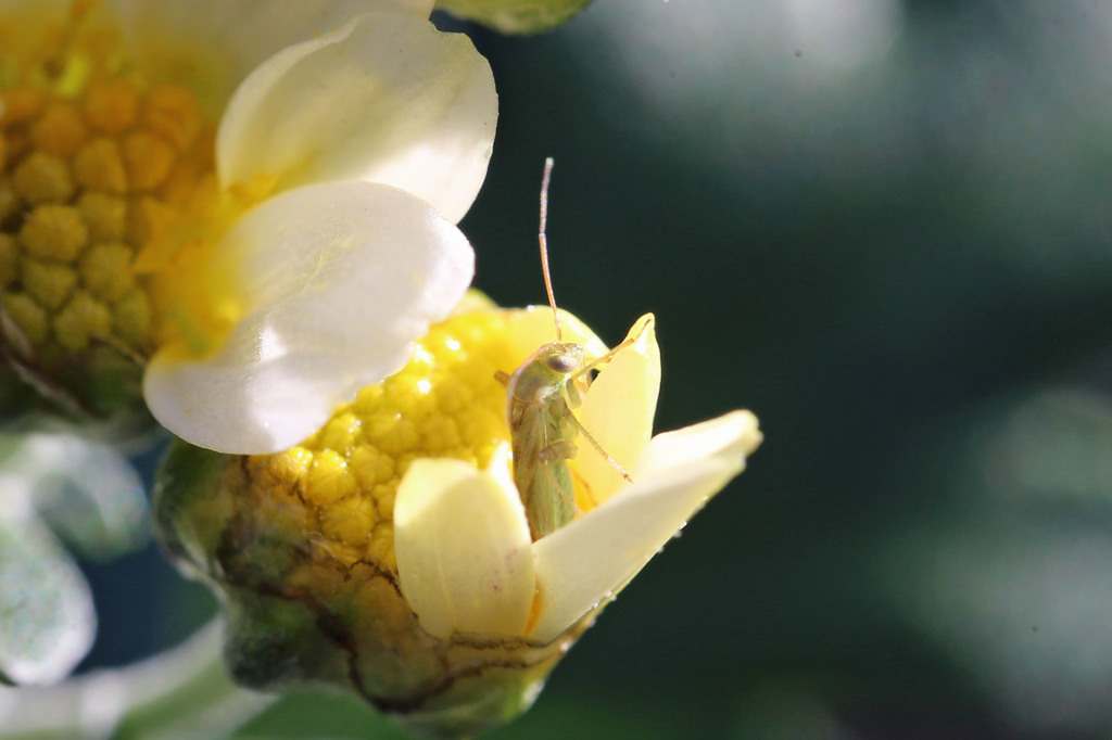 触覚一本折れました