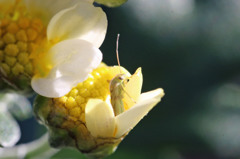 触覚一本折れました