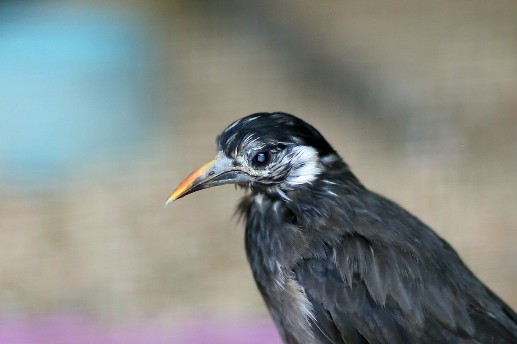 ポートレート-6