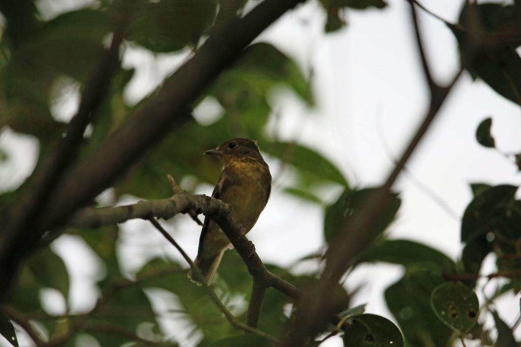 退院したキビタキ幼鳥