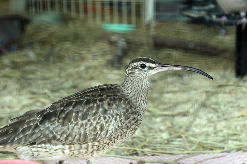 くちばし曲がってるに