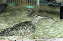 くちばし曲がってるに