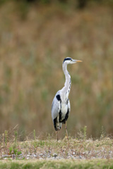 たまには縦構図