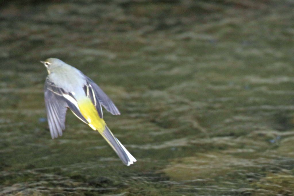 キセキレイ飛ぶ