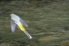 キセキレイ飛ぶ