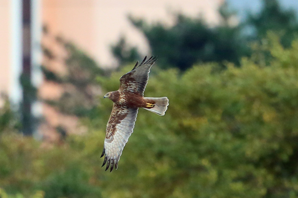 チュウヒ定番写真