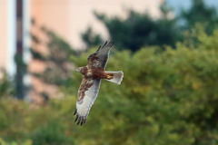 チュウヒ定番写真