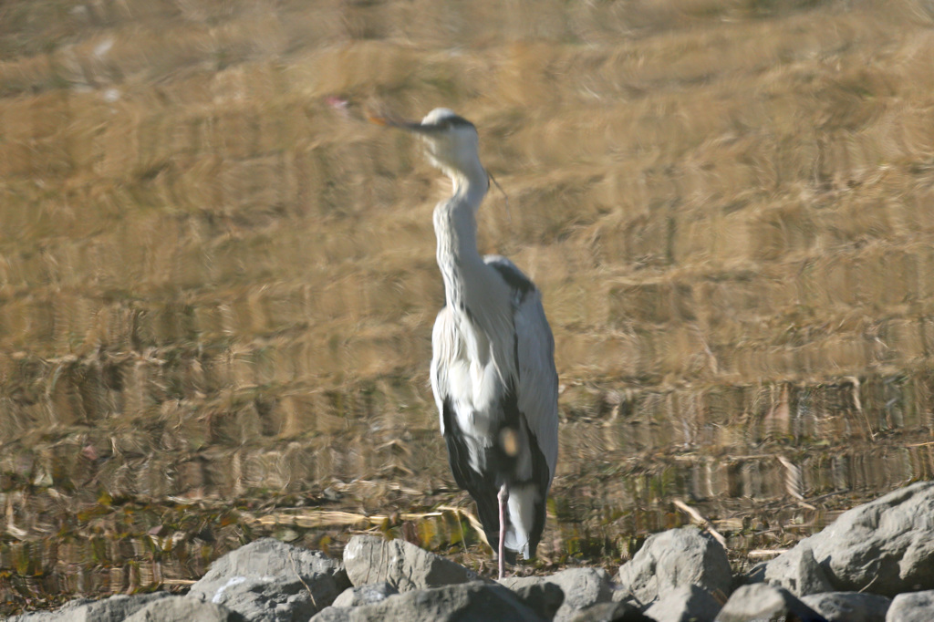 ソフトホーカス？