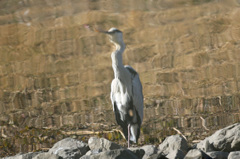 ソフトホーカス？