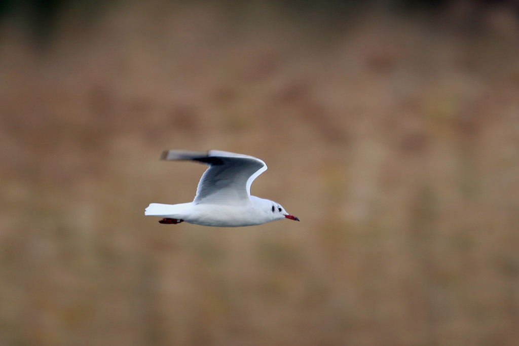 ユリカモメ流し撮り
