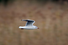 ユリカモメ流し撮り