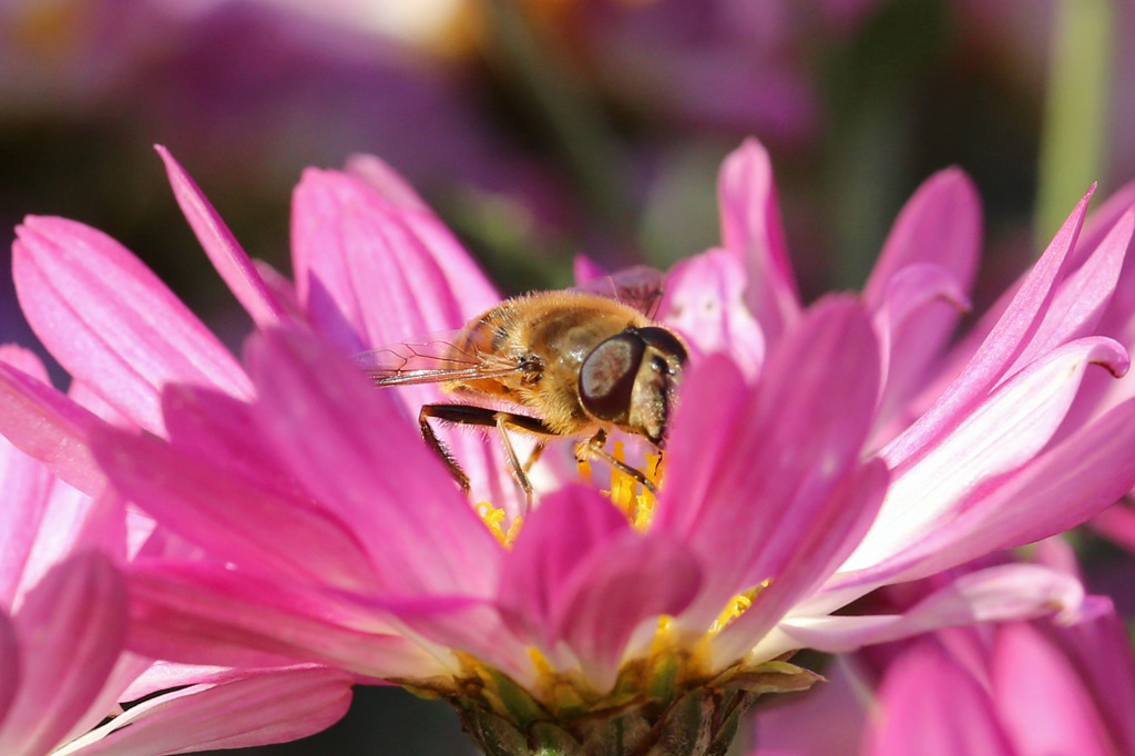 ピンクに染まるサングラス