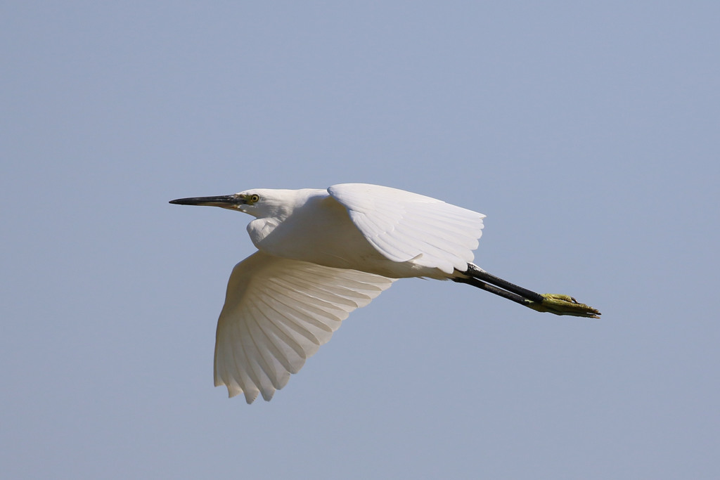 コサギ定番写真