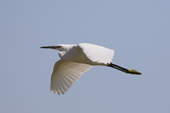 コサギ定番写真