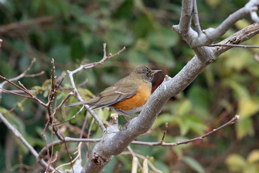 アカハラ定番写真