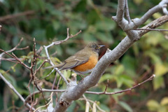 アカハラ定番写真