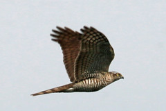 曇り空にハイタカ